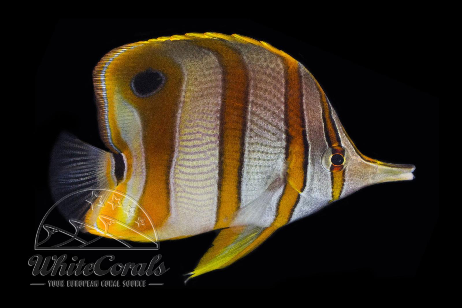 Chelmon rostratus - Orangebinden Pinzettfisch
