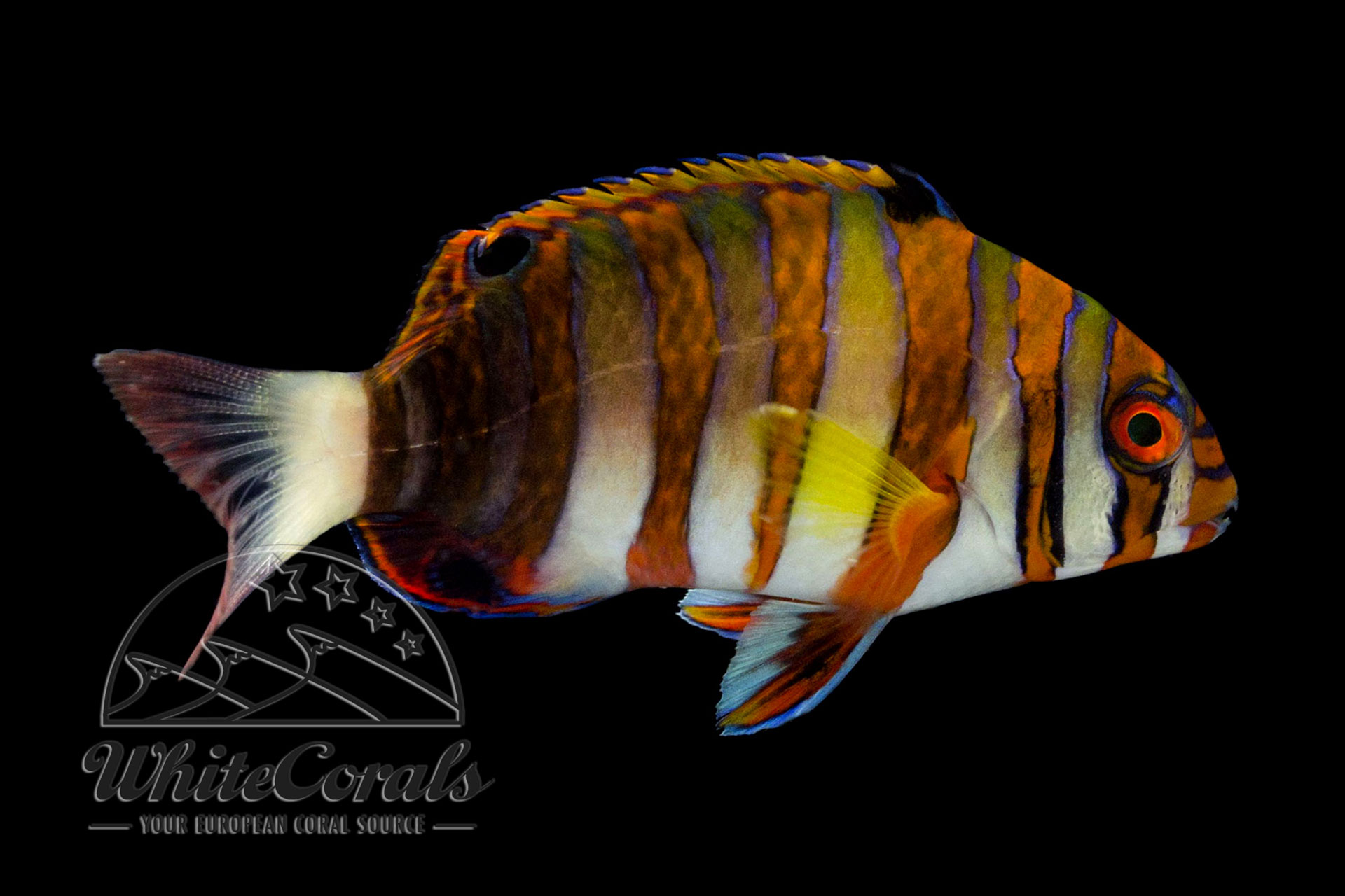 Choerodon Fasciatus - Harlekin Lippfisch (Rarität!)