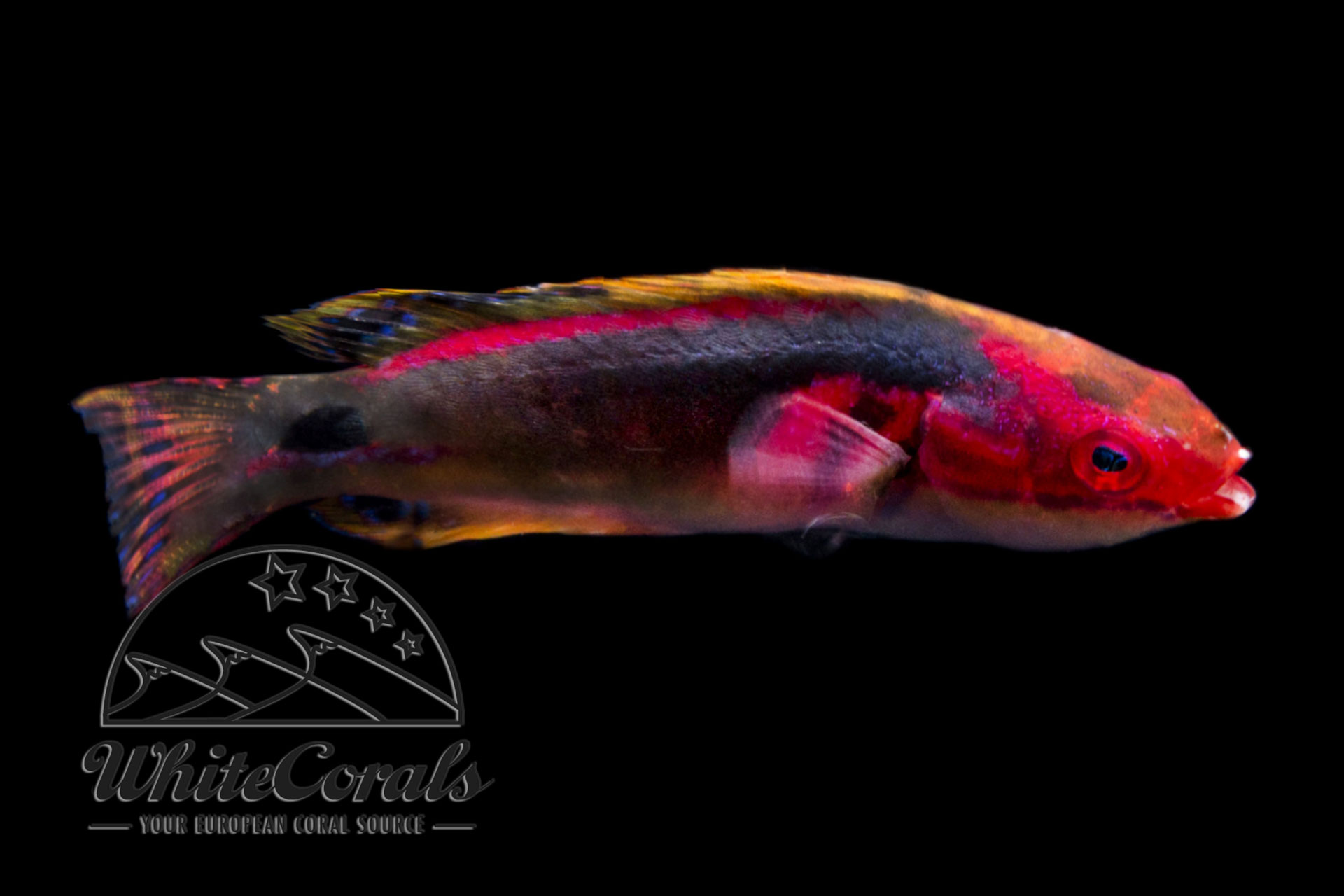 Cirrhilabrus exquisitus - Pracht-Zwerglippfisch