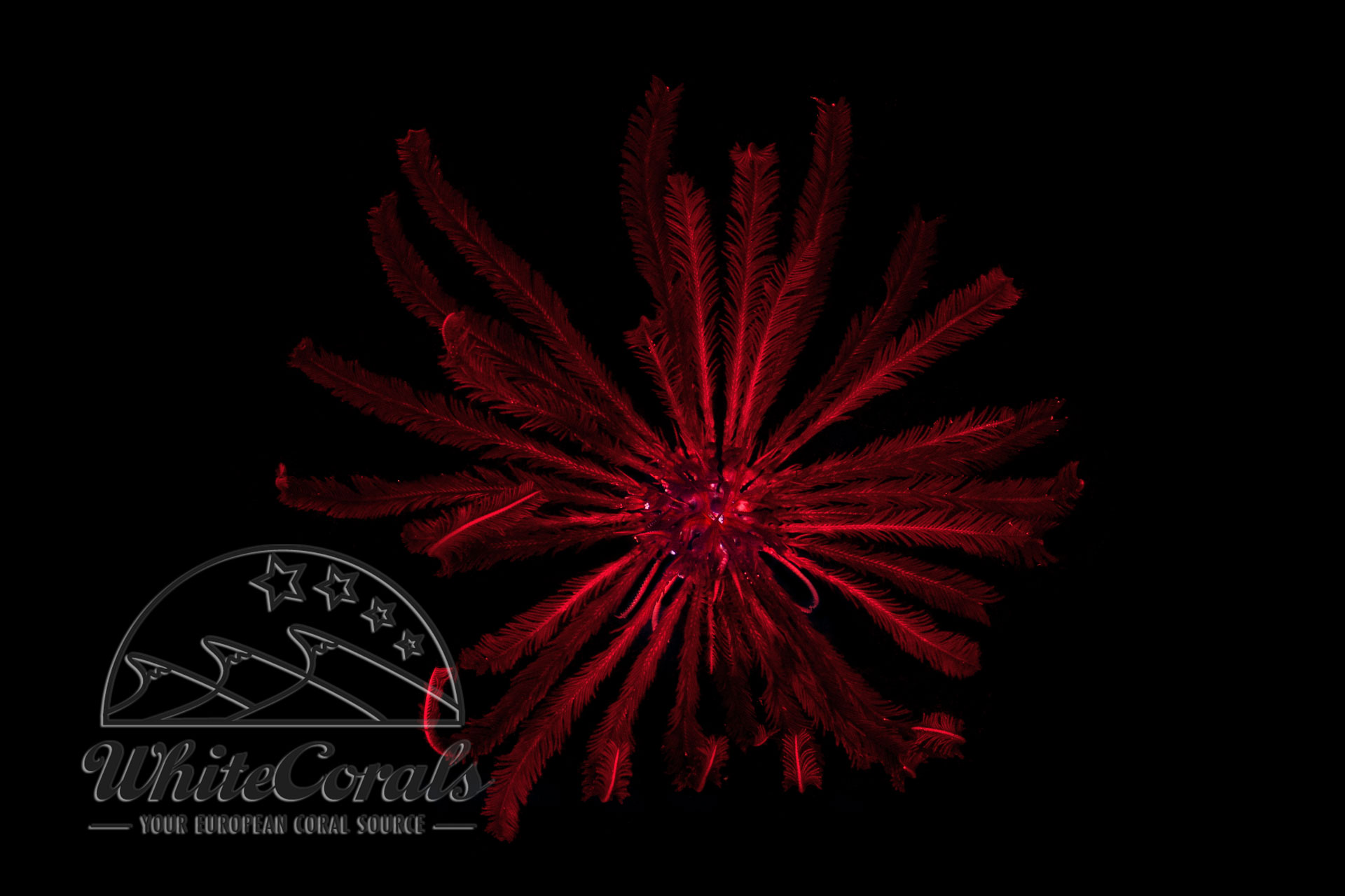 Comanthus sp. - Reddish Feather Star
