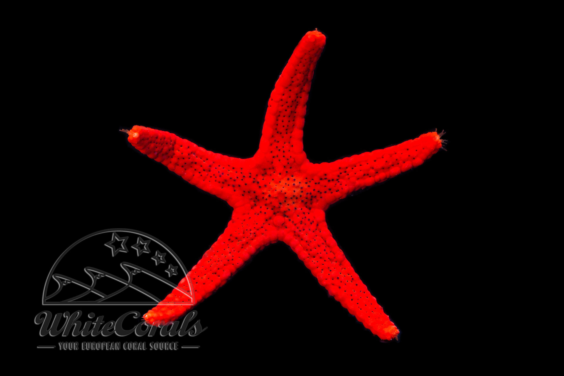 Fromia millepora - Red Starfish