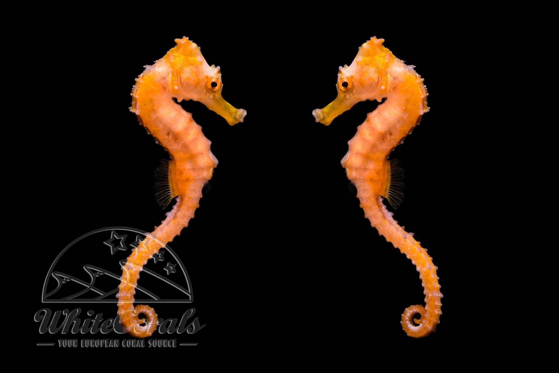 Hippocampus kuda - Orange Estuary online (Pair) - buy Seahorse
