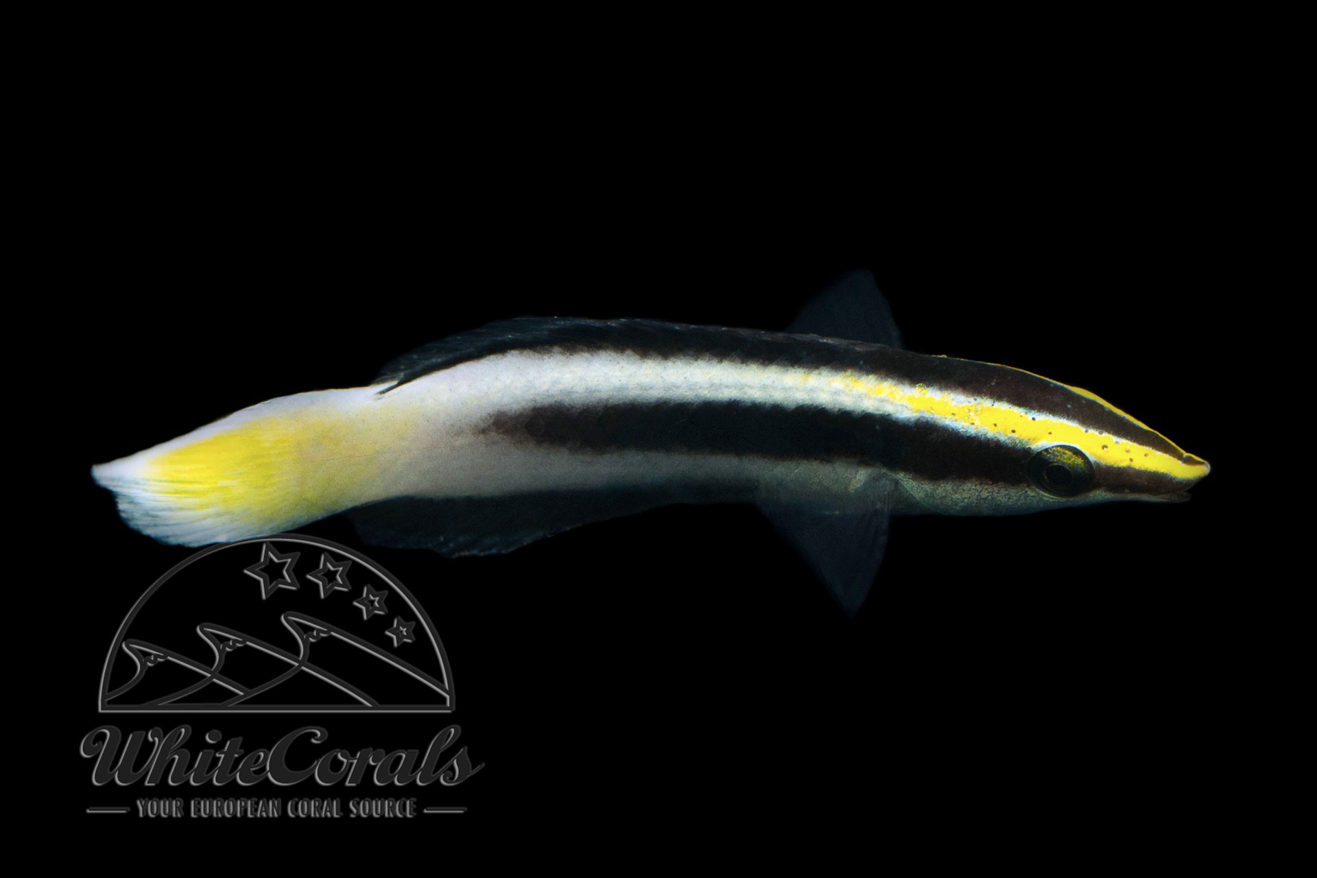 Labroides bicolor - Zweifarbiger Putzer-Lippfisch