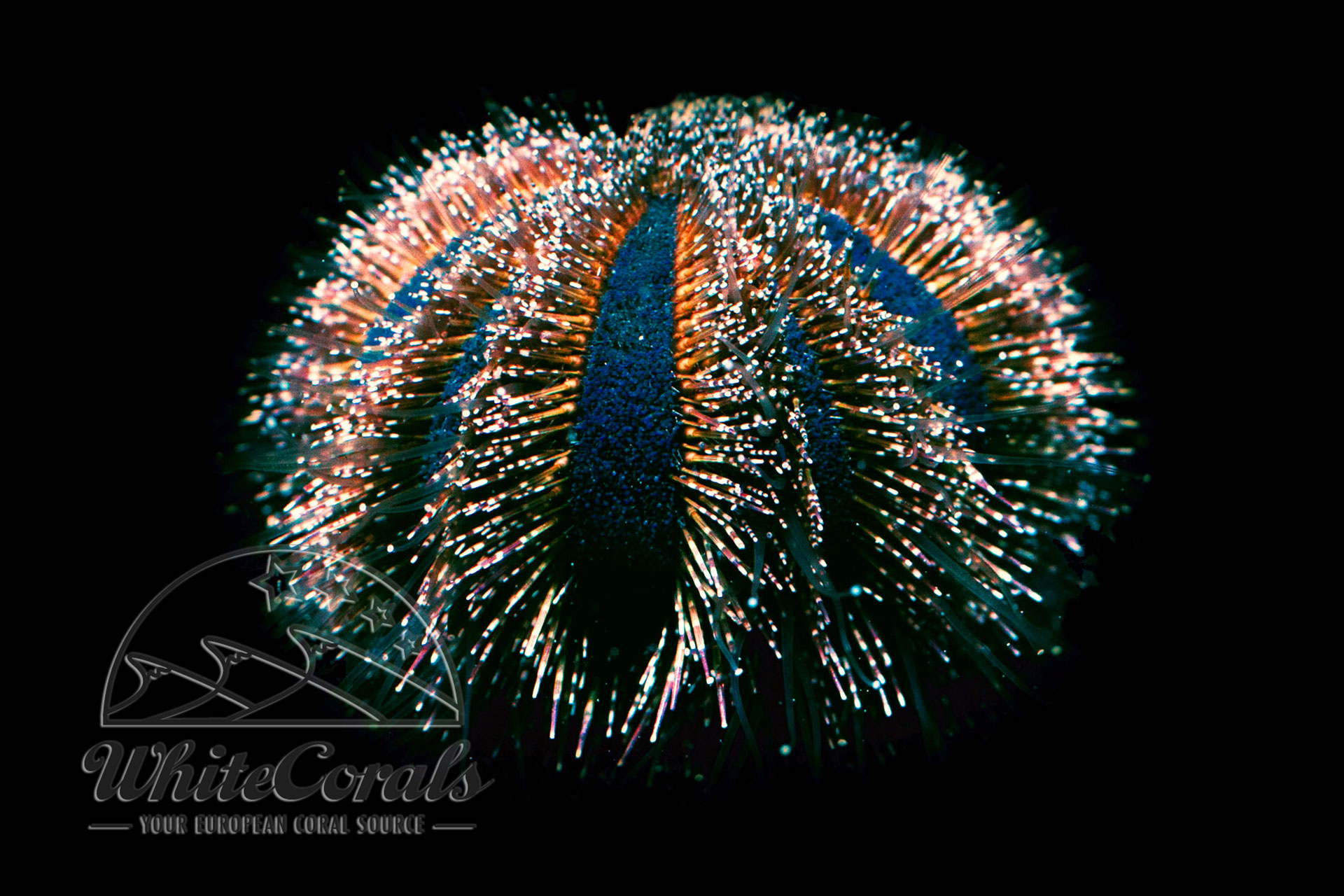 Mespilia globulus - Tuxedo Urchin
