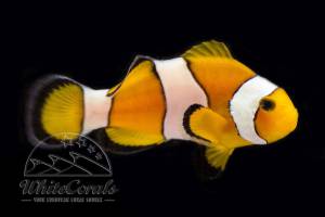 Amphiprion ocellaris - False Clownfish