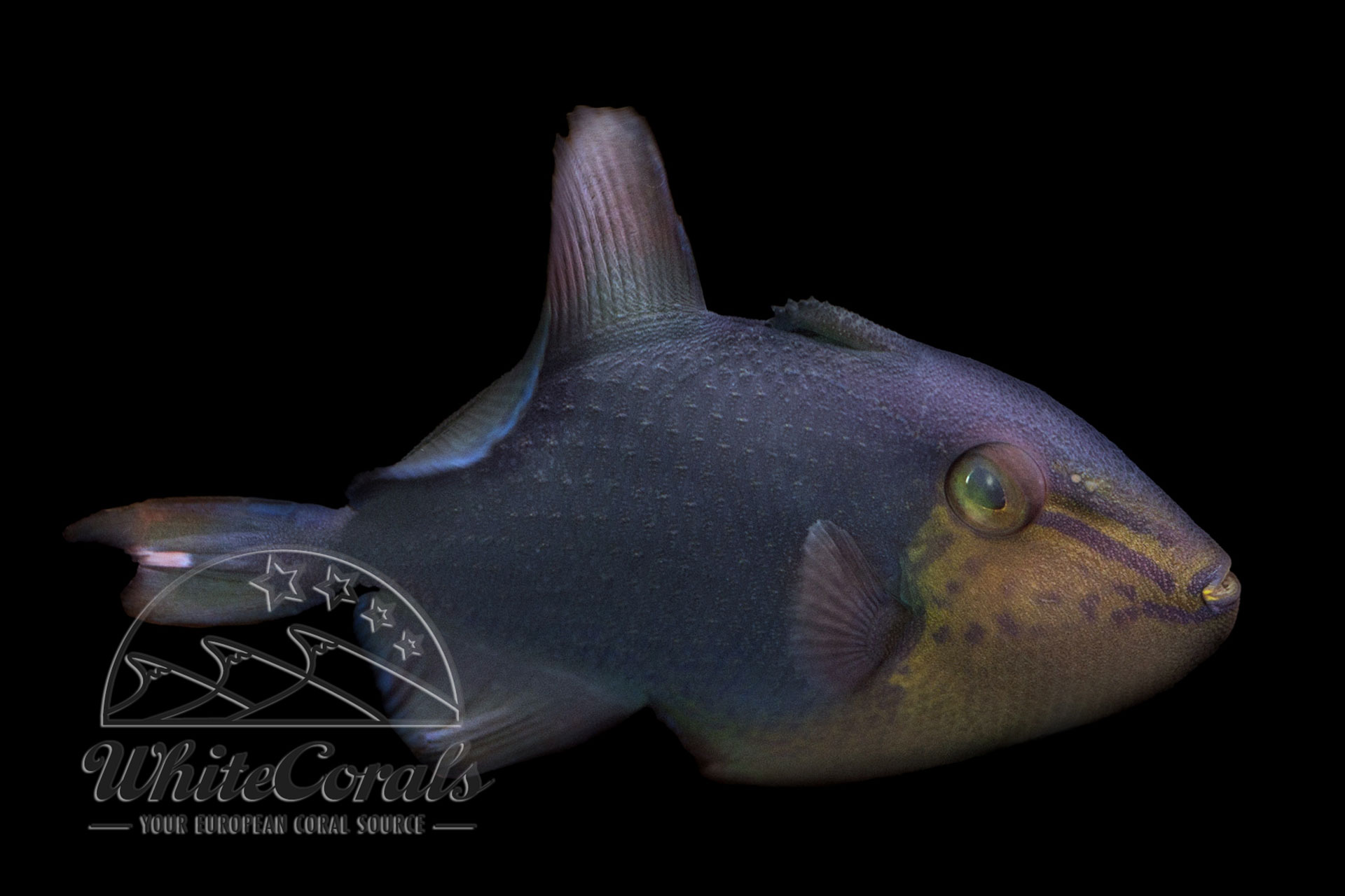 Odonus niger - Redtoothed triggerfish