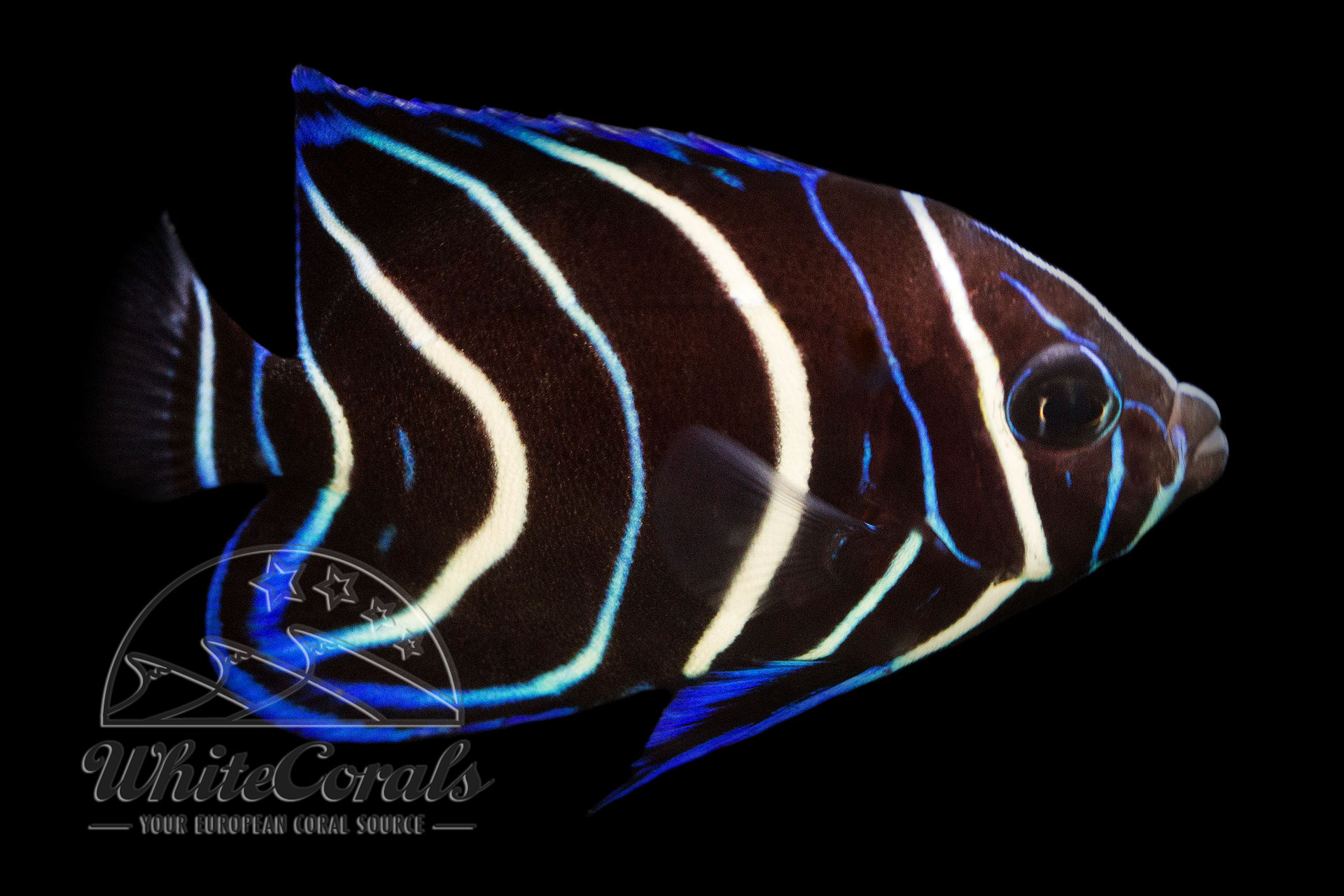 Pomacanthus semicirculatus - Semicircle angelfish (juv.)
