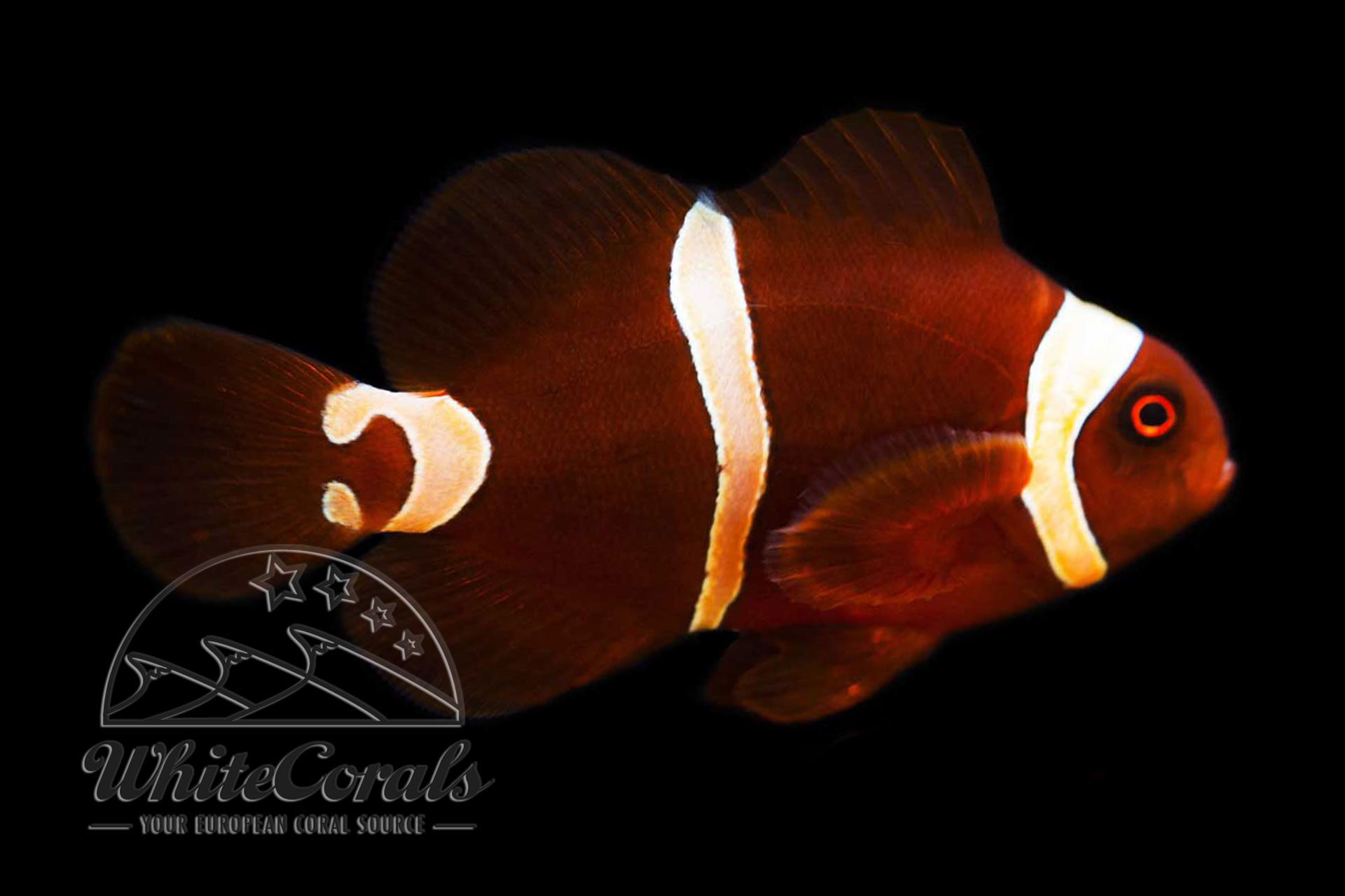 Premnas biaculeatus - Maroon Goldflake Clownfisch