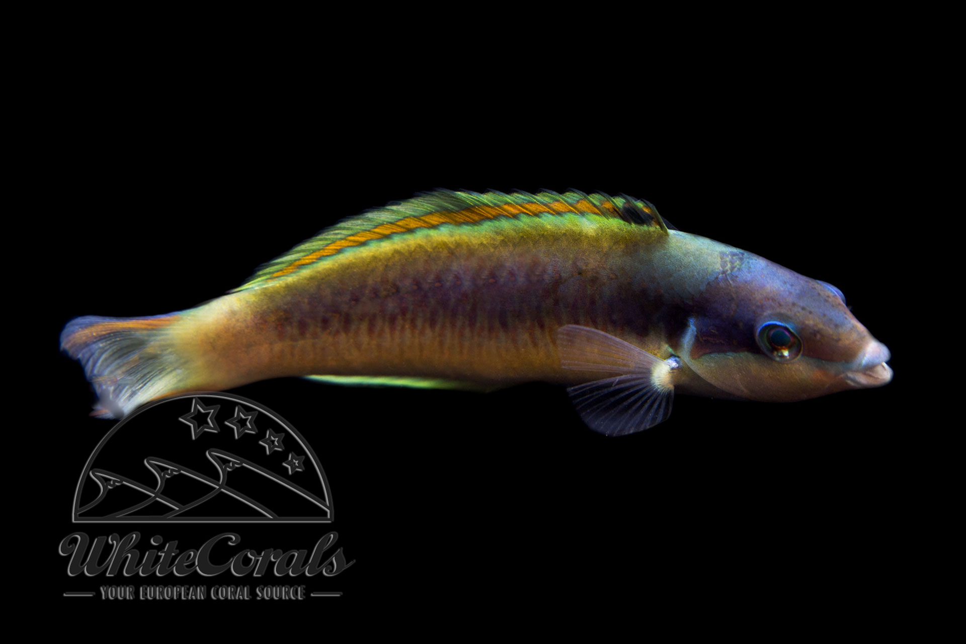 Thalassoma genivittatum - Vielfarben-Lippfisch (Mauritius)