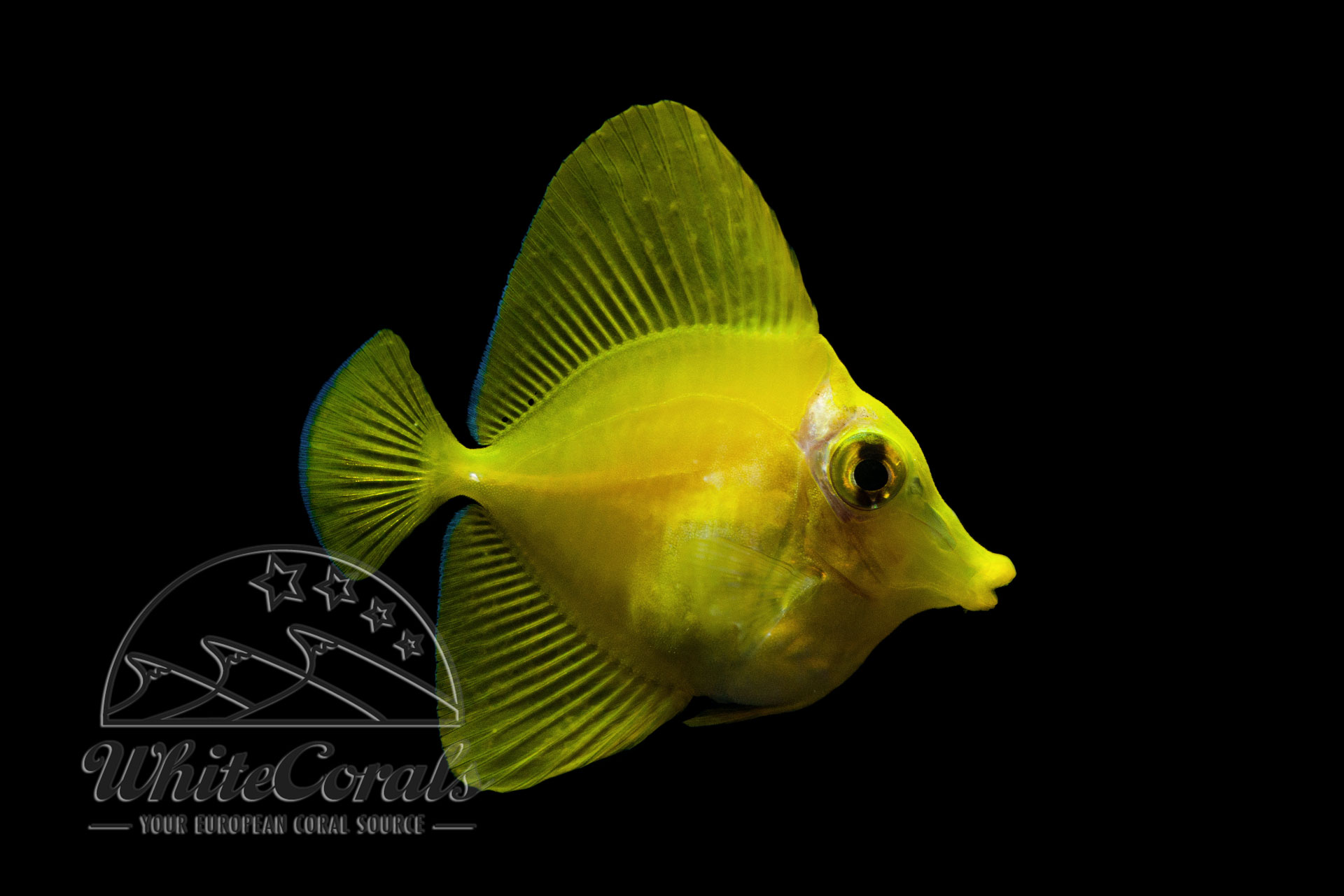 Zebrasoma flavescens - Gelber Doktorfisch - Nachzucht