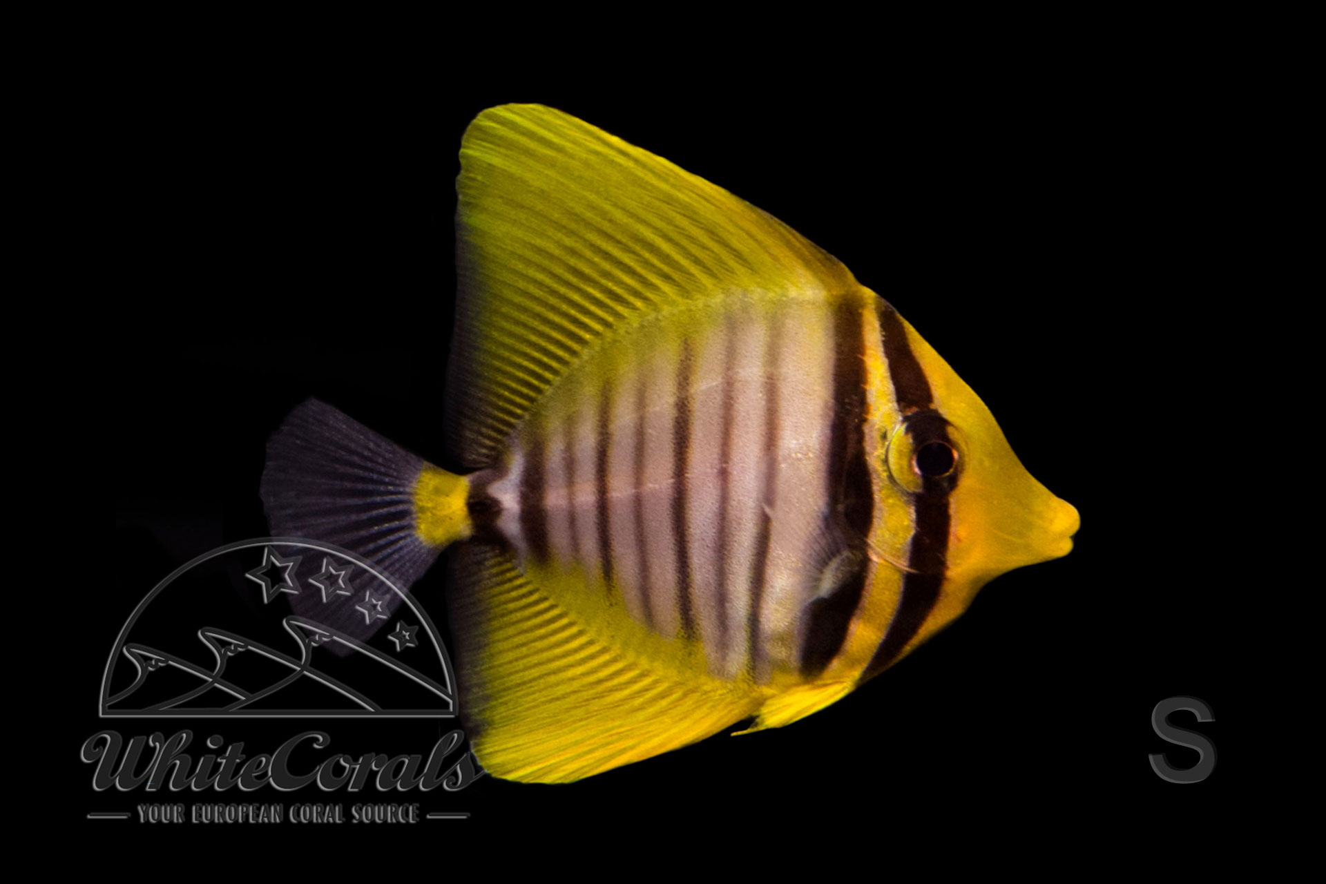Zebrasoma veliferum - Pazifischer Segelflossen-Doktorfisch (Größe S)